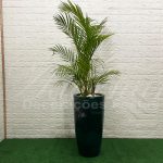 Locação Vaso Cônico Grande Palmeira Areca Natural Paisagismo