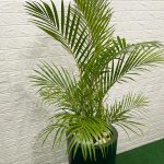 Locação Vaso Cônico Grande Palmeira Areca Natural Paisagismo