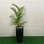 Locação Vaso Cônico Grande Palmeira Areca Natural Paisagismo