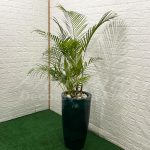 Locação Vaso Cônico Grande Palmeira Areca Natural Paisagismo