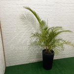 Vaso Cônico Médio em Preto Com Palmeira Areca