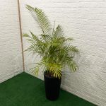 Vaso Cônico Médio em Preto Com Palmeira Areca