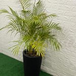 Vaso Cônico Médio em Preto Com Palmeira Areca