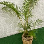 Locação Vaso de Palha Com Palmeira Areca