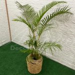 Locação Vaso de Palha Com Palmeira Areca